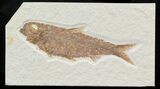 Knightia Fossil Fish - Wyoming #32832-1